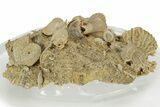 Miniature Fossil Cluster (Ammonites, Brachiopods) - France #237050-2